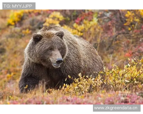 灰熊栖息地与行为习性探索:了解这位北美森林中的强大掠食者 灰熊栖息地与行为习性探索:了解这位北美森林中的强大掠食者